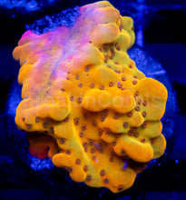 Load image into Gallery viewer, Golden Blush Montipora (Montipora spp.)