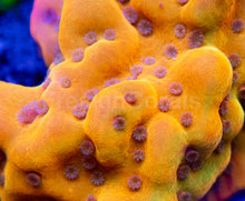 Load image into Gallery viewer, Golden Blush Montipora (Montipora spp.)