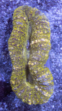 Carregar imagem no visualizador da galeria, Green Frog Skin Lobophyllia (Lobophyllia sp.)