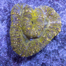 Carregar imagem no visualizador da galeria, Green Frog Skin Lobophyllia (Lobophyllia sp.)