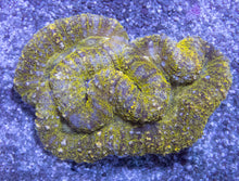 Carregar imagem no visualizador da galeria, Green Frog Skin Lobophyllia (Lobophyllia sp.)