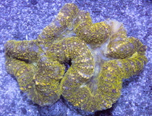 Carregar imagem no visualizador da galeria, Green Frog Skin Lobophyllia (Lobophyllia sp.)