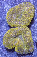 Carregar imagem no visualizador da galeria, Green Frog Skin Lobophyllia (Lobophyllia sp.)