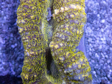 Carregar imagem no visualizador da galeria, Green Frog Skin Lobophyllia (Lobophyllia sp.)