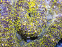 Carregar imagem no visualizador da galeria, Green Frog Skin Lobophyllia (Lobophyllia sp.)