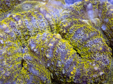 Carregar imagem no visualizador da galeria, Green Frog Skin Lobophyllia (Lobophyllia sp.)