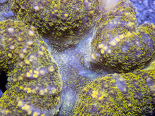 Carregar imagem no visualizador da galeria, Green Frog Skin Lobophyllia (Lobophyllia sp.)