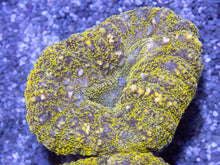 Carregar imagem no visualizador da galeria, Green Frog Skin Lobophyllia (Lobophyllia sp.)