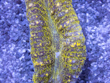 Carregar imagem no visualizador da galeria, Green Frog Skin Lobophyllia (Lobophyllia sp.)