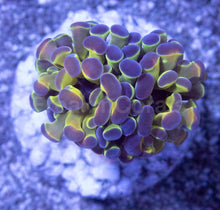 Load image into Gallery viewer, Holographic Mirage Euphyllia (Euphyllia paraancora)