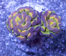 Load image into Gallery viewer, Holographic Mirage Euphyllia (Euphyllia paraancora)