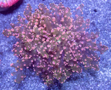 Carregar imagem no visualizador da galeria, Galactic Blossom Euphyllia (Euphyllia paradivisa)