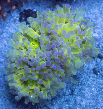 Carregar imagem no visualizador da galeria, Aurora Glow Euphyllia (Euphyllia paradivisa)