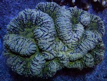 Carregar imagem no visualizador da galeria, Emerald Tide Symphyllia (Symphyllia sp., XXL Size)