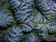 Carregar imagem no visualizador da galeria, Emerald Tide Symphyllia (Symphyllia sp., XXL Size)