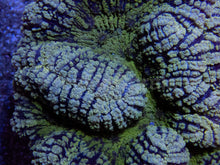 Carregar imagem no visualizador da galeria, Emerald Tide Symphyllia (Symphyllia sp., XXL Size)