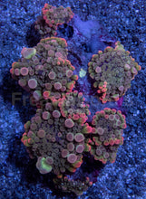 Load image into Gallery viewer, Collector's Edition: Enchanted Rainbow Ricordea Yuma Extra Bubble (Cut-to-Order)