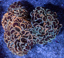 Carregar imagem no visualizador da galeria, Fusion Gold & Blue Tip Ancora Euphyllia