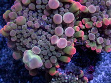 Load image into Gallery viewer, Collector's Edition: Enchanted Rainbow Ricordea Yuma Extra Bubble (Cut-to-Order)