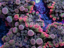 Load image into Gallery viewer, Collector's Edition: Enchanted Rainbow Ricordea Yuma Extra Bubble (Cut-to-Order)