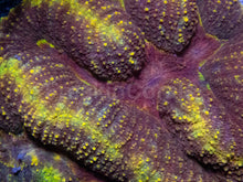 Carregar imagem no visualizador da galeria, Gold Chaos Symphillia