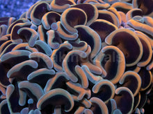 Carregar imagem no visualizador da galeria, Fusion Gold & Blue Tip Ancora Euphyllia