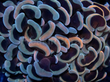 Carregar imagem no visualizador da galeria, Fusion Gold & Blue Tip Ancora Euphyllia