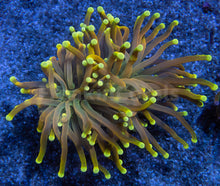 Carregar imagem no visualizador da galeria, Golden Sunburst Double Head Torch Coral