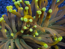 Carregar imagem no visualizador da galeria, Golden Sunburst Double Head Torch Coral