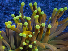 Carregar imagem no visualizador da galeria, Golden Sunburst Double Head Torch Coral