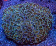 Carregar imagem no visualizador da galeria, Gilded Tempest Hammer Coral