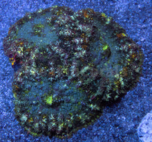 Load image into Gallery viewer, Solar Flare Bounce Shroom (Cut-To-Order)