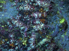 Load image into Gallery viewer, Solar Flare Bounce Shroom (Cut-To-Order)