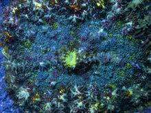 Load image into Gallery viewer, Solar Flare Bounce Shroom (Cut-To-Order)