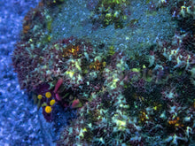 Load image into Gallery viewer, Solar Flare Bounce Shroom (Cut-To-Order)