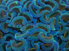 Carregar imagem no visualizador da galeria, Gilded Tempest Hammer Coral