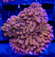 Carregar imagem no visualizador da galeria, Mean Strike Montiporaspssp