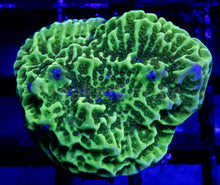 Carregar imagem no visualizador da galeria, Green Montipora