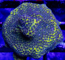 Carregar imagem no visualizador da galeria, Apple Berry Montipora