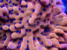 Carregar imagem no visualizador da galeria, Mean Strike Montiporaspssp