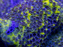 Carregar imagem no visualizador da galeria, Apple Berry Montipora