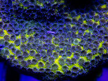 Carregar imagem no visualizador da galeria, Apple Berry Montipora