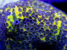 Carregar imagem no visualizador da galeria, Apple Berry Montipora