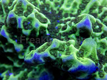 Carregar imagem no visualizador da galeria, Green Montipora