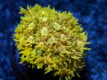 Carregar imagem no visualizador da galeria, Goniopora Ultra Yellow Mini Colony – Size S, Indonesia