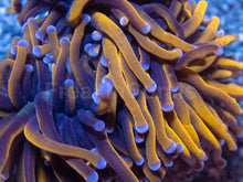 Carregar imagem no visualizador da galeria, Euphyllia Hellfire Torch