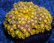 Carregar imagem no visualizador da galeria, Full Yellow Goniopora Colony Australia - Ultra Colour