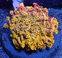 Carregar imagem no visualizador da galeria, Full Yellow Goniopora Colony Australia - Ultra Colour