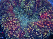 Carregar imagem no visualizador da galeria, Green and Red Lobophyllia