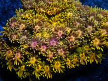Carregar imagem no visualizador da galeria, Full Yellow Goniopora Colony Australia - Ultra Colour